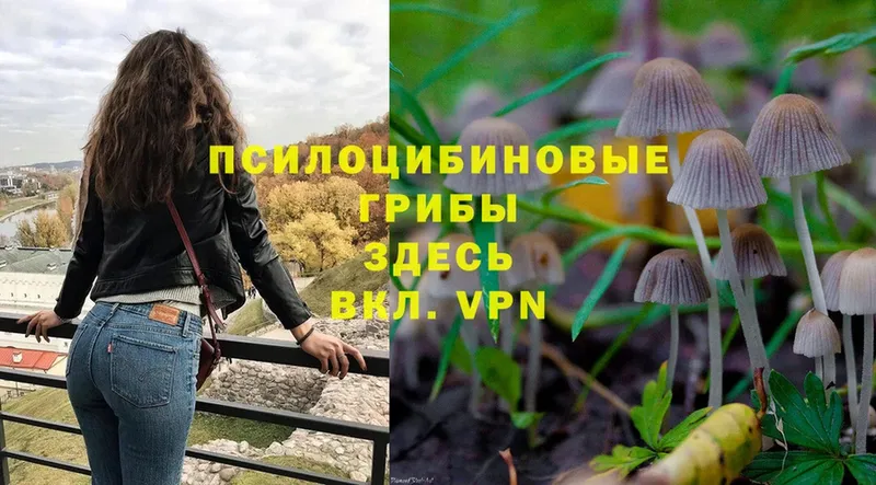 Галлюциногенные грибы Psilocybe  купить наркоту  Дудинка 